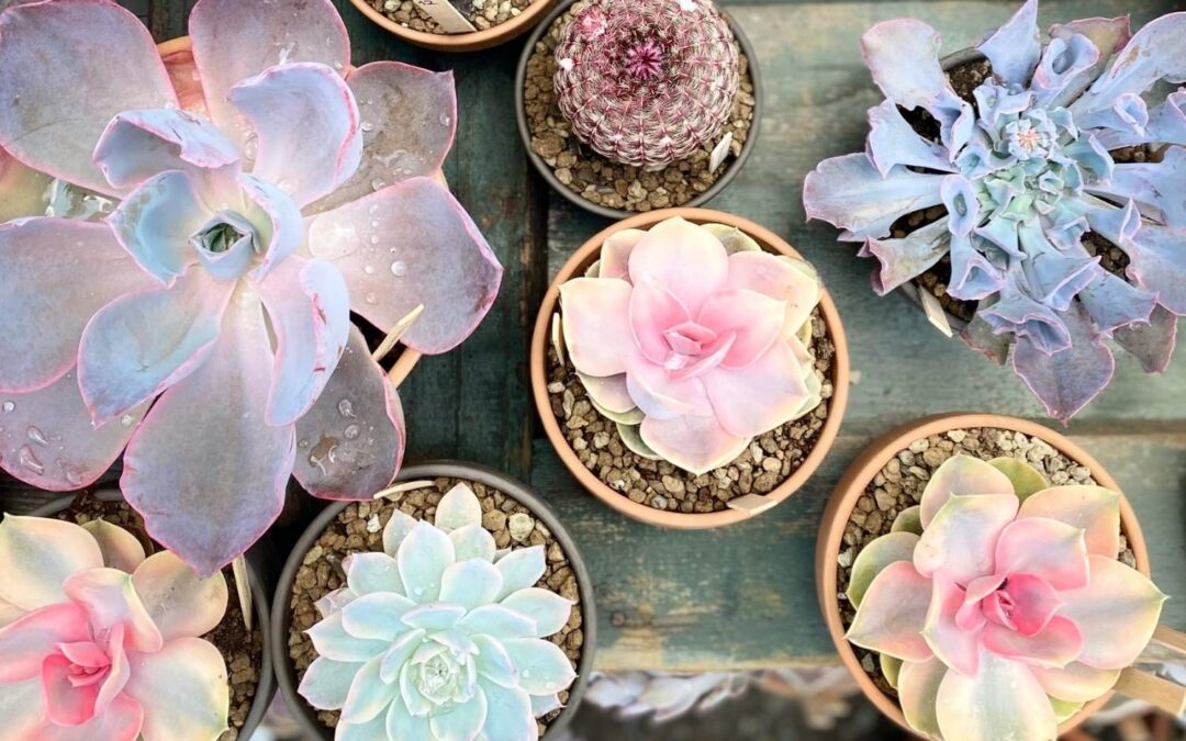 Ideas for green favors
